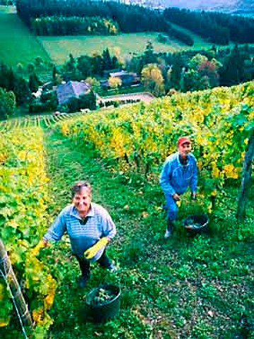 Harvesting Riesling grapes in the Karthuserhofberg   vineyard Eitelsbach Ruwer Germany    Mosel