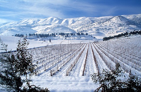 Snow covered vineyard of Chateau Kefraya   in the Bekaa Valley Lebanon