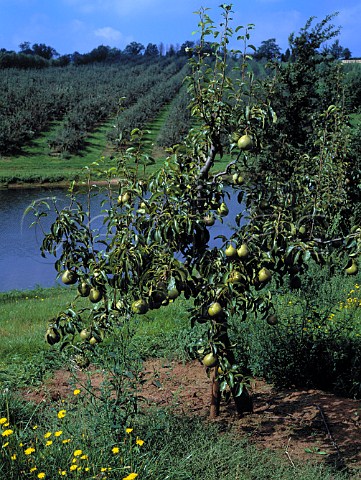 Doyenne du Comice pears on tree   Castle Farm Newent Gloucestershire