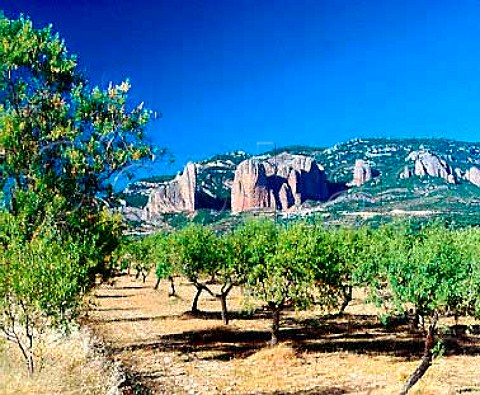 Almond grove below the Los Mallos rock pillars at   Riglos Aragon Spain