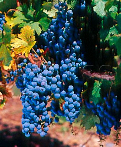 Bunches of Tannat grapes in vineyard of   Los Cerros de San Juan Colonia Uruguay