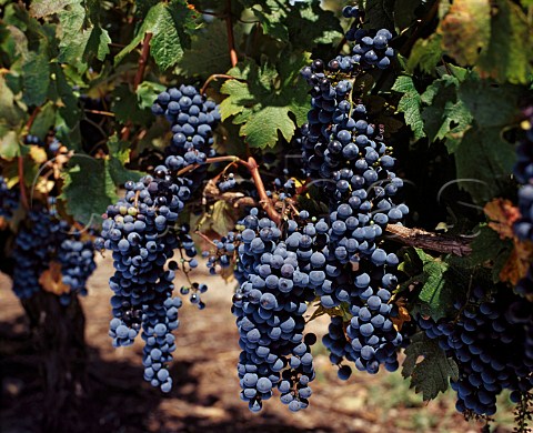 Bunches of Tannat grapes in vineyard of   Los Cerros de San Juan Colonia Uruguay