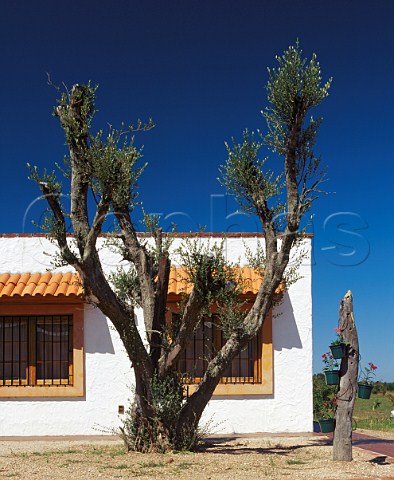 Old olive tree in grounds of De Lucca Vino de   El Colorado Canelones Uruguay