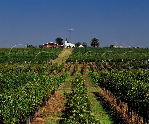 Tannat vineyard of Pisano Progreso Canelones Uruguay