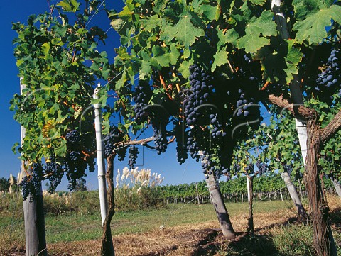 Cabernet Sauvignon grapes in the Barrancal vineyard of Pisano Progreso Canelones Uruguay