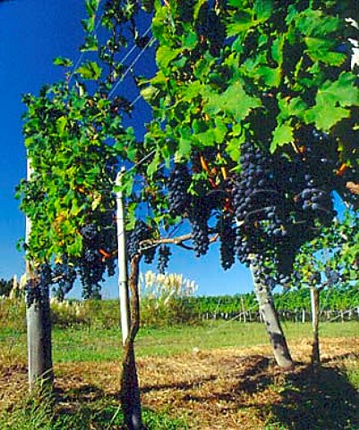Cabernet Sauvignon grapes in the Barrancal vineyard   of Pisano Progreso Canelones Uruguay