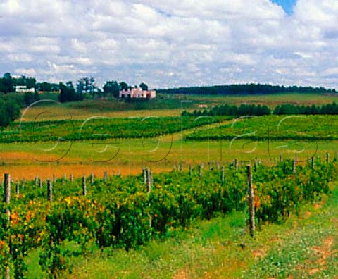 Vineyard and guesthouse of Cerro Chapeu part of   Vinos Finos Juan Carrau Rivera Uruguay