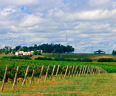Vineyard and guesthouse of Cerro Chapeu part of   Vinos Finos Juan Carrau Rivera Uruguay