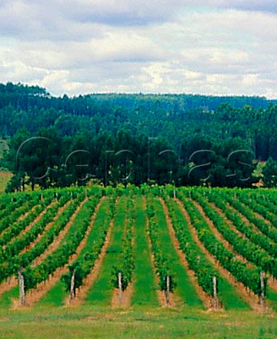 Organic vineyard Merlot and Sauvignon Blanc    of Cerro Chapeu part of Vinos Finos Juan Carrau   Rivera Uruguay