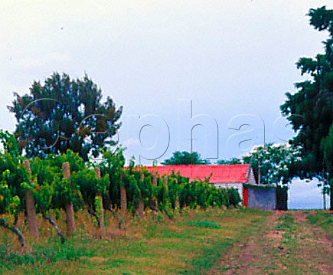 Las Violetas vineyard of Bodegas Castel Pujol   part of Vinos Finos Juan Carrau   Coln Canelones Uruguay