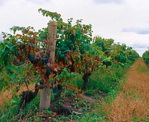 80year old Nebbiolo vines in Las Violetas vineyard   of Bodegas Castel Pujol part of Vinos Finos Juan   Carrau      Coln Canelones Uruguay