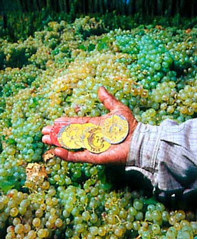 Harvested Semillon grapes and tokens given to   pickers to receive payment   Humberto Canale near General Roca   Argentina    Rio Negro