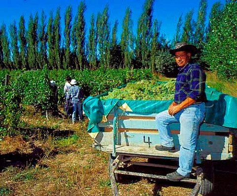 Harvesting Semillon grapes in vineyard of   Humberto Canale near General Roca   Argentina    Rio Negro