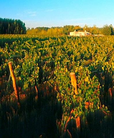 Vineyard of Humberto Canale near General Roca   Argentina    Rio Negro