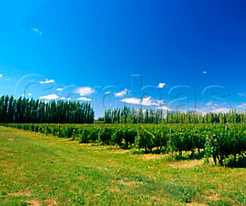 Organic vineyard the grapes from which are used by   Humberto Canale near General Roca Argentina  Rio Negro