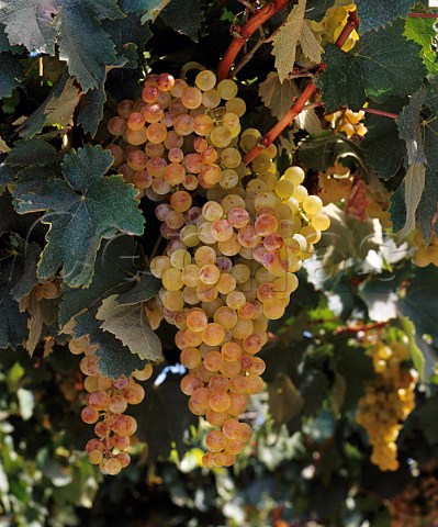 Torrontes Riojano grapes in vineyard of    Familia Zuccardi Maip Mendoza Argentina