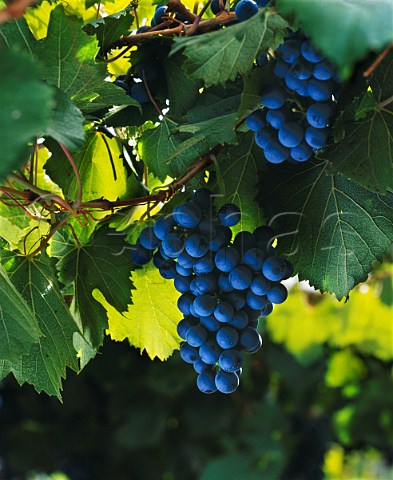Malbec grapes   Familia Zuccardi Maip Mendoza Argentina
