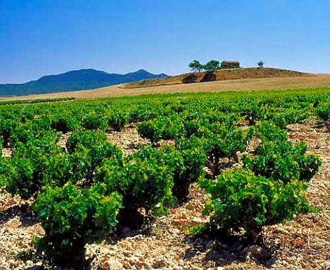 Vineyard at Sada near Sangesa Navarra Spain      Navarra