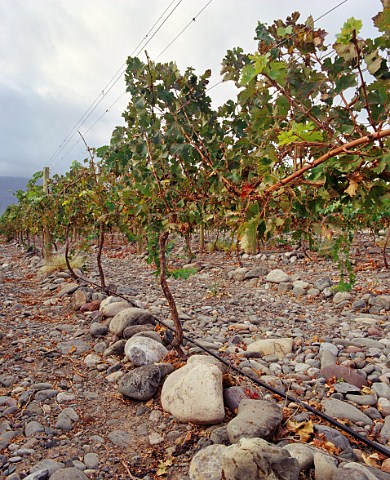 Syrah vineyard on stoney soil in the Zonda Valley a source of grapes for Bodegas Santiago Graffigna   Near San Juan Argentina