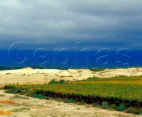 Vineyard by reservoir in the Ulum Valley   near San Juan Argentina