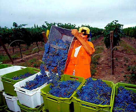 Harvesting Merlot grapes in vineyard of Salentein   Tunuyan Mendoza province Argentina  Uco Valley
