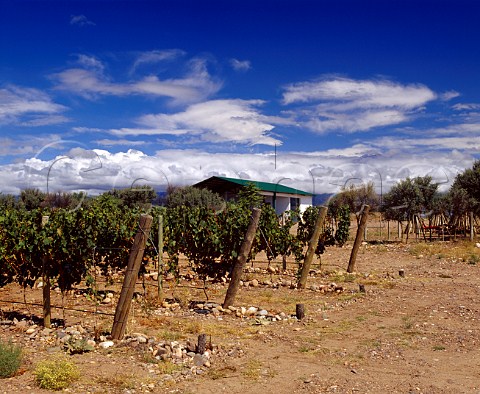 Bodega Lurton and vineyard Tunuyan   Mendoza province Argentina    Uco Valley