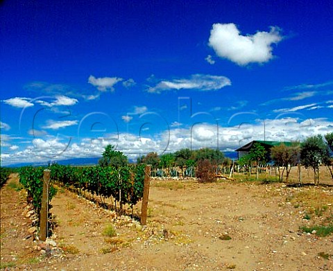 Bodega Lurton and vineyard Tunuyan   Mendoza province Argentina    Uco Valley