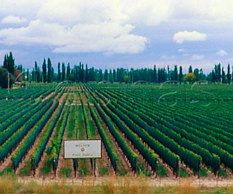 Finca Agrelo vineyard of Norton   Agrelo Mendoza province Argentina   Lujn de Cuyo