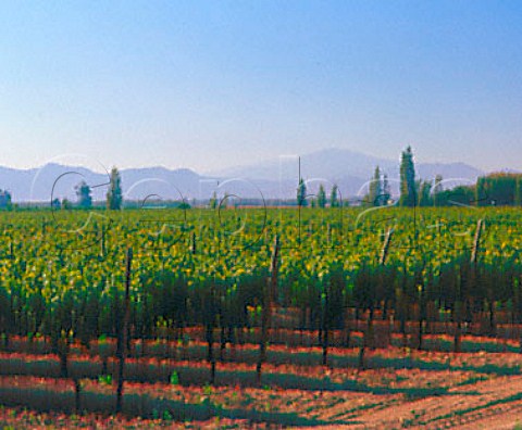Vineyard of Santa Ema Isla de Maipo Chile        Maipo