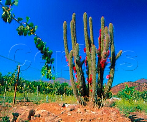 Cactus in Las Vertientes Vineyard of Errzuriz   Las Vertientes Chile        Aconcagua