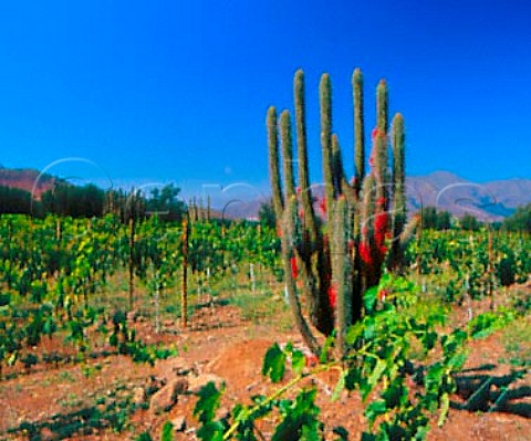 Cactus in Las Vertientes Vineyard of Errzuriz   Las Vertientes Chile        Aconcagua