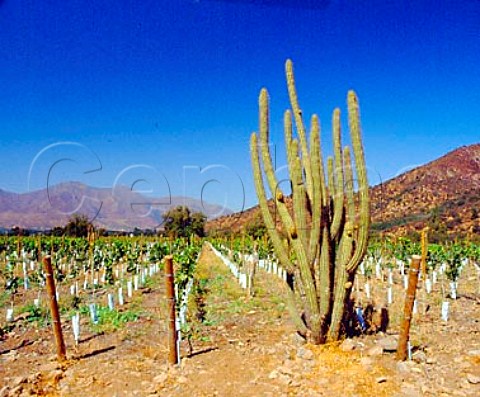Cactus in Las Vertientes Vineyard of Errzuriz   Las Vertientes Chile        Aconcagua