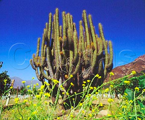 Cactus in Las Vertientes Vineyard of Errzuriz   Las Vertientes Chile        Aconcagua