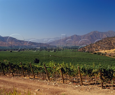 Las Vertientes Vineyard of Errzuriz   Las Vertientes Chile    Aconcagua