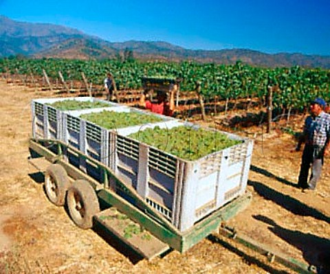 Harvesting Chardonnay grapes in La Escultura   Vineyard of Errzuriz Casablanca Chile Casablanca