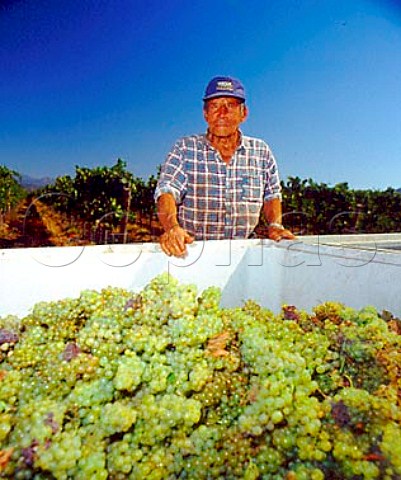 Harvesting Chardonnay grapes in La Escultura   Vineyard of Errzuriz Casablanca Chile Casablanca