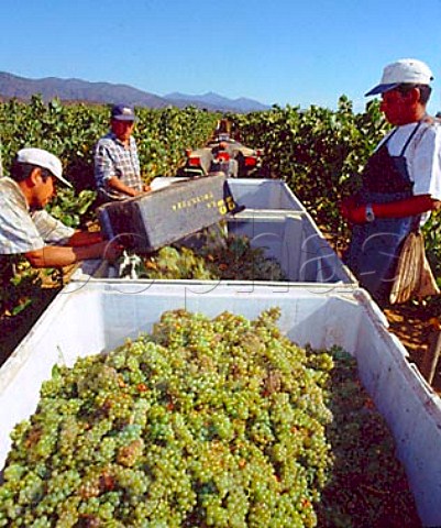 Harvesting Chardonnay grapes in La Escultura   Vineyard of Errzuriz Casablanca Chile Casablanca