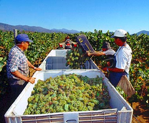 Harvesting Chardonnay grapes in La Escultura   Vineyard of Errzuriz Casablanca Chile Casablanca
