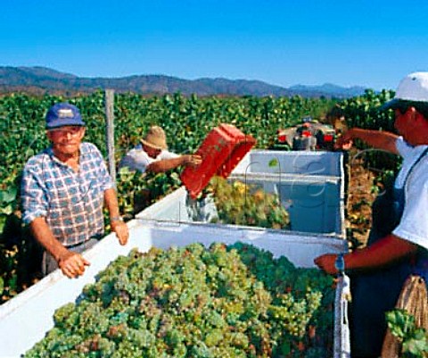 Harvesting Chardonnay grapes in La Escultura   Vineyard of Errzuriz Casablanca Chile Casablanca