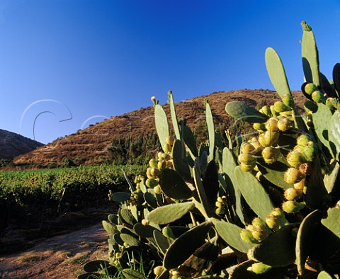 Cactus in Odfjell Vineyards Padre Hurtado Chile   Maipo