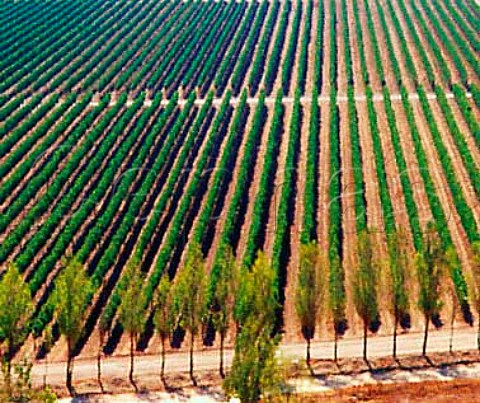 Indomita vineyard in the Casablanca Valley Chile    Casablanca