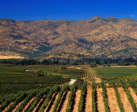 Vineyards of Casa Silva at Los Lingues in the   Colchagua Valley Chile       Rapel