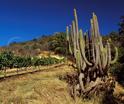 Cactus by El Olivar vineyard of Viu Manent in the  Colchagua Valley Chile     Rapel