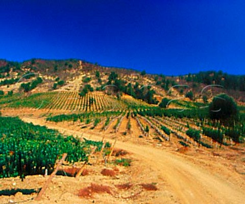 El Olivar vineyard of Viu Manent in the   Colchagua Valley Chile   Rapel