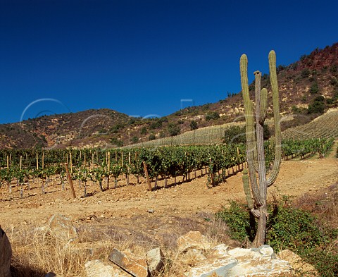 Cactus in El Olivar vineyard of Viu Manent in the   Colchagua Valley Chile   Rapel