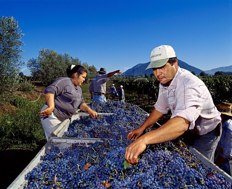 Harvesting Malbec grapes in vineyard of Viu Manent Chile     Colchagua  Rapel