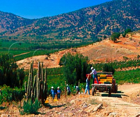 Harvesting Cabernet Sauvignon grapes in vineyard of   Via Bisquertt Lihueimo Chile    Colchagua Valley  Rapel