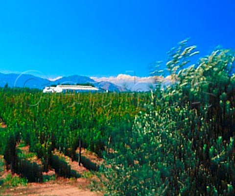 Vineyard and winery of Viu Manent near Santa Cruz   Chile     Colchagua Valley  Rapel