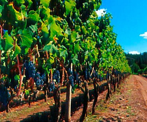 Vineyard of Cono Sur and Concha y Toro in the    BoBo Valley Chile    BoBo