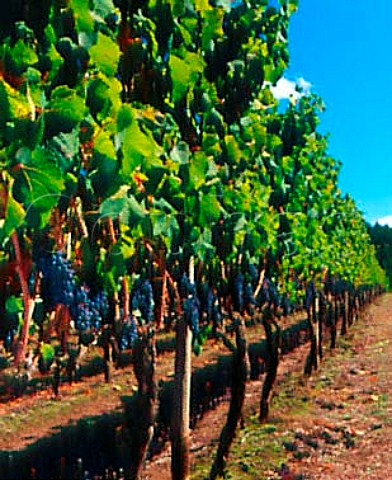 Vineyard of Cono Sur and Concha y Toro in the    BoBo Valley Chile    BoBo